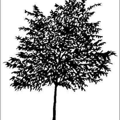 thumbnail for publication: Acer pseudoplatanus: Sycamore Maple